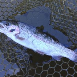 大安トラウトレイク釣果